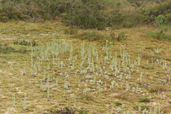 Pseudognaphalium cheiranthifolium