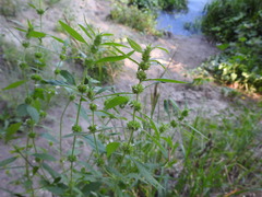 Chaiturus marrubiastrum