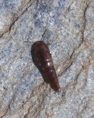 Sepedophilus