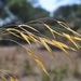 Giant Needle Grass - Photo (c) jmori, some rights reserved (CC BY-NC)