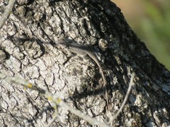 Sceloporus consobrinus