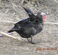 Cairina moschata domestica
