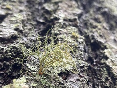 Usnea strigosa