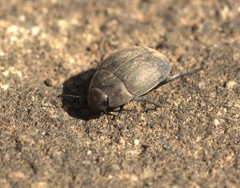 Zophosis testudinaria