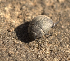 Zophosis testudinaria