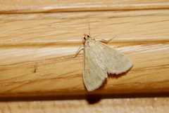 Paracorsia repandalis