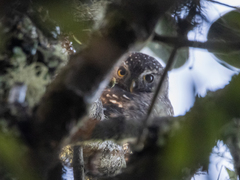 Glaucidium jardinii