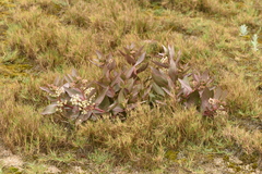 Asclepias × aequicornu