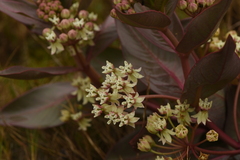 Asclepias × aequicornu