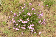 Calibrachoa scabridula