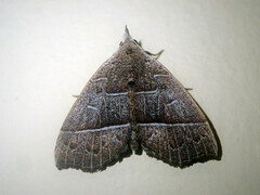 Gonoglasa camptogramma