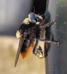 Mallophora ruficauda