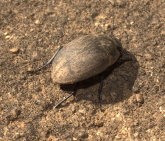 Zophosis testudinaria