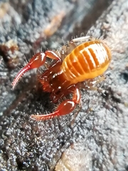 Neobisium