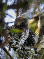 Glaucidium jardinii