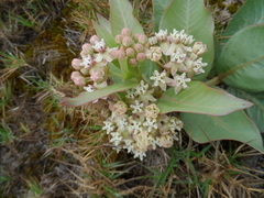 Asclepias × aequicornu