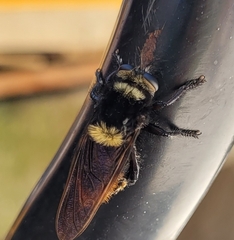 Mallophora ruficauda