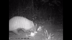 Euphractus sexcinctus