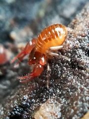 Neobisium