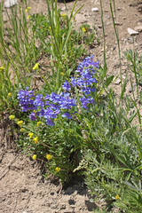 Penstemon cyananthus cyananthus