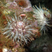 White Sea Urchin - Photo (c) uwkwaj, some rights reserved (CC BY-NC), uploaded by uwkwaj