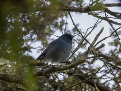 Diglossa caerulescens