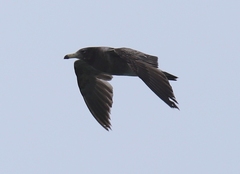 Larus belcheri
