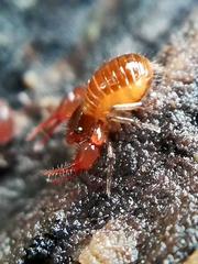 Neobisium