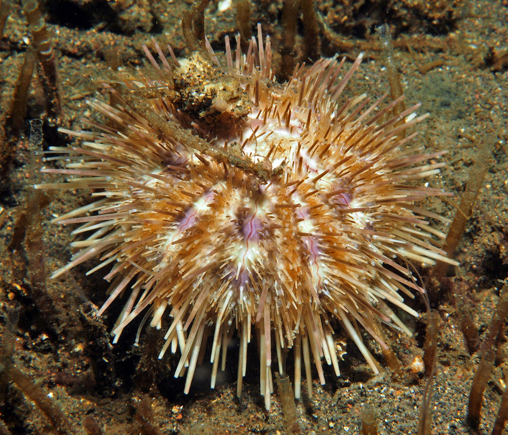 white sea urchin