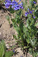 Penstemon cyananthus cyananthus