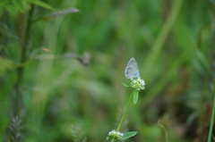 Hemiargus hanno