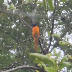 Pericrocotus flammeus