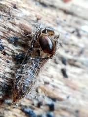 Sericoderus