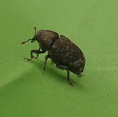 Chalepistes compressus