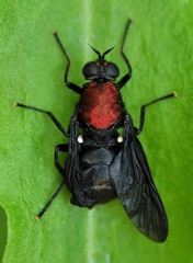 Clitellaria ephippium