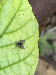 Clogmia albipunctata