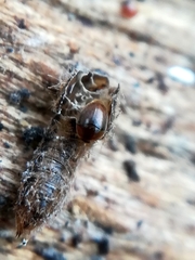 Sericoderus