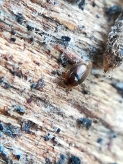 Sericoderus