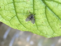 Clogmia albipunctata