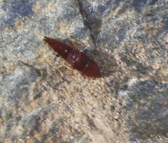 Sepedophilus