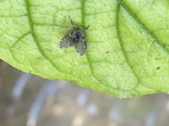 Clogmia albipunctata