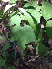 Malvaviscus arboreus drummondii