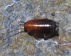 Loboptera