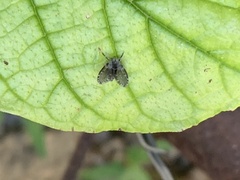 Clogmia albipunctata