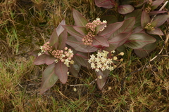 Asclepias × aequicornu