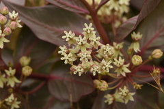 Asclepias × aequicornu