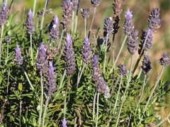 Lavandula dentata