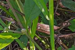 Anolis auratus