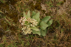 Asclepias × aequicornu