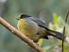 Atlapetes pallidinucha